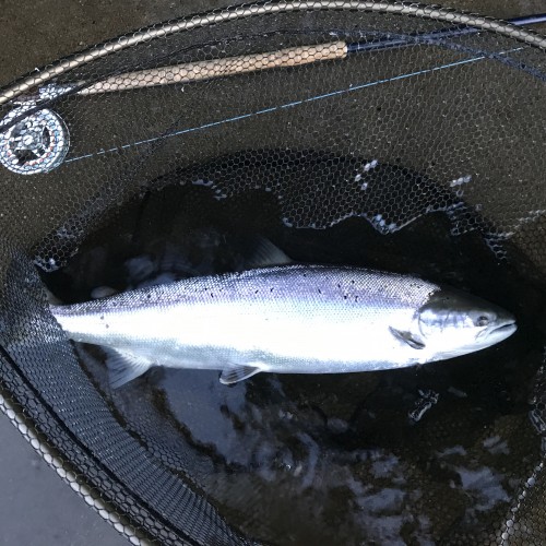 Atlantic salmon don't come in any better condition than what you can clearly see here. This is a River Tummel destined Spring salmon which was caught on the fly on the River Tay during the last few days of May.