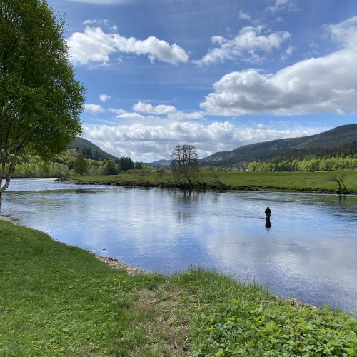 This is the Glide Pool on the Dalmarnock Beat of the River Tay. This salmon fisher is out concentrating his fishing effort on the deep run that's located between his position and the riverbank opposite him. The area where the tree is located is an excellent area for hooking salmon.