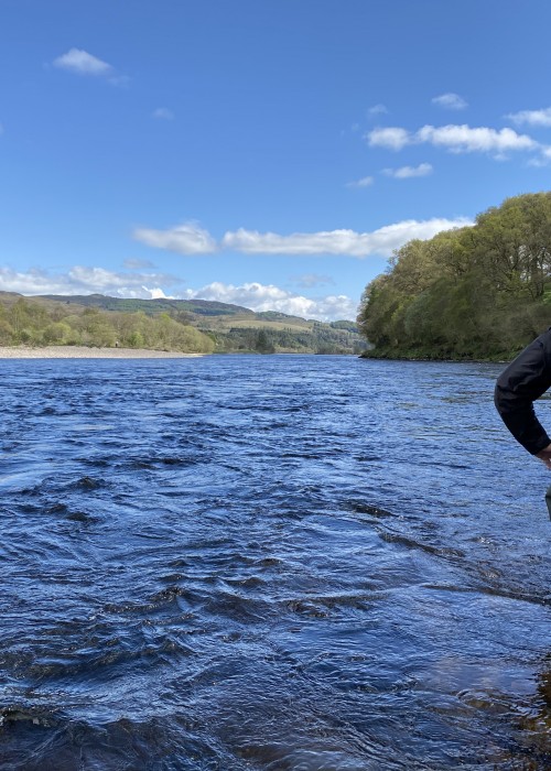 This is an amazing picturesque salmon fishing scene from the middle area of the famous River Tay between the Perthshire towns of Pitlochry & Dunkeld. The river is running a bit higher than normal in this shot but to my eye it looks a certainty there's a salmon holding at the inside edge of this heavy stream just to left left of the salmon fly fisher's elbow and about 30 yards downstream. Do you see the salmon lie? To my osprey eye it's as clear as daylight.