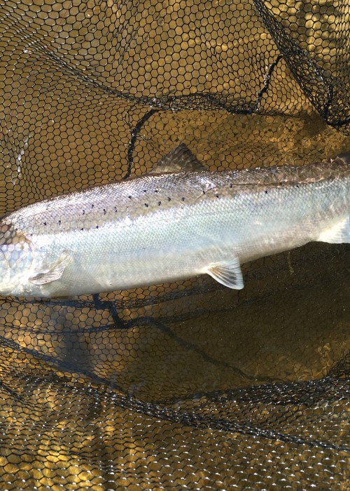 This is total Atlantic salmon fly caught perfection from the banks of the River Tay in Perthshire near the popular tourist town of Dunkeld. This lovely salmon was hooked near the Tummel/Tay confluence which is a great area to intercept salmon like this on the fly rod.