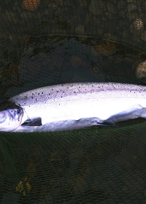Ladies and gentlemen, this is the ultimate Scottish fly fishing prize available on dozens of famous Scottish river venues from early Spring through to the end of May. This is a pristine Scottish fresh run Spring salmon and an encounter with one is the most adrenalin fuelled memory implanting experience available in the great outdoors!