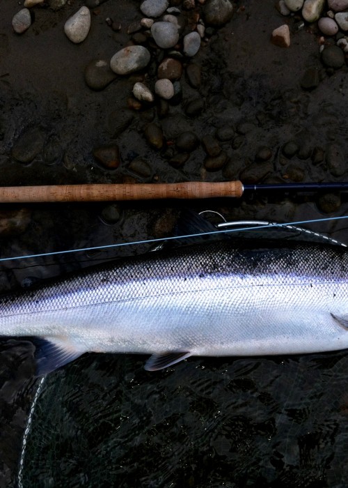 Look at the build and sterling silver colour of this Spring salmon. This perfect 11lbs Spring salmon was hooked in the Rock Pool neck slightly upstream of the River Tummel mouth. This fish is 100% a River Tummel destined salmon based on the shape of this beautiful fly caught specimen which was caught during the month of May and was one of 11 salmon caught on 11 consecutive visits to this magical Spring salmon lie.