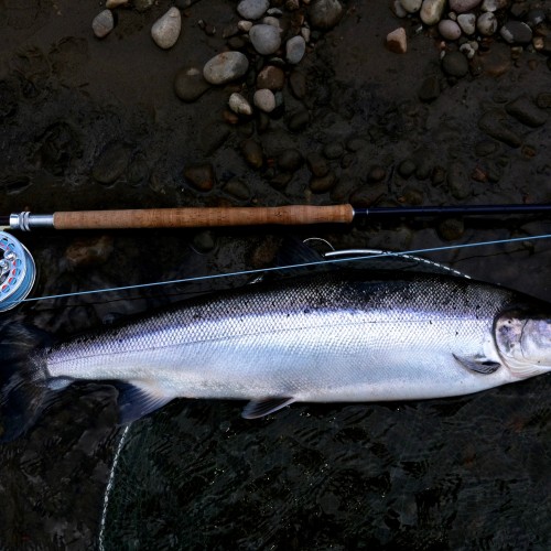 Look at the build and sterling silver colour of this Spring salmon. This perfect 11lbs Spring salmon was hooked in the Rock Pool neck slightly upstream of the River Tummel mouth. This fish is 100% a River Tummel destined salmon based on the shape of this beautiful fly caught specimen which was caught during the month of May and was one of 11 salmon caught on 11 consecutive visits to this magical Spring salmon lie.