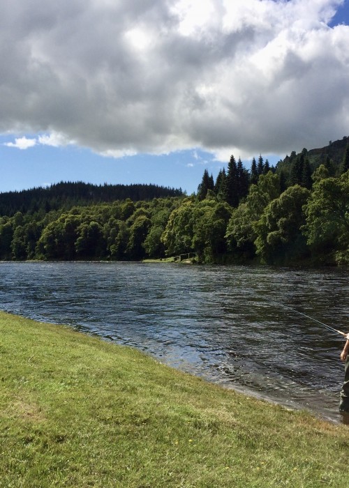 The most important part of salmon fly fishing is manufacturing good water coverage over the full course of the fishing as that's ultimately what finds you a cooperating salmon! Here's a salmon fisher on the River Tay putting his newly learned salmon fishing movement technique into practice near Dunkeld.