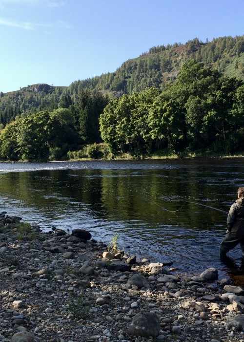 Look at the beautiful Birnam Hill across the river and the amazing water edge oak trees that shroud the riverbank. This is River Tay salmon fly fishing at its finest. The angler in this photograph is fishing the productive 'Trap Pool' and just approaching the hot spot slightly downstream of his current position.