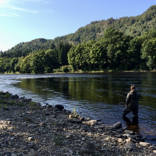 Look at the beautiful Birnam Hill across the river and the amazing water edge oak trees that shroud the riverbank. This is River Tay salmon fly fishing at its finest. The angler in this photograph is fishing the productive 'Trap Pool' and just approaching the hot spot slightly downstream of his current position.