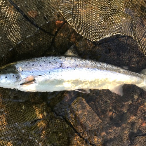 A Perfect Scottish Spring Salmon