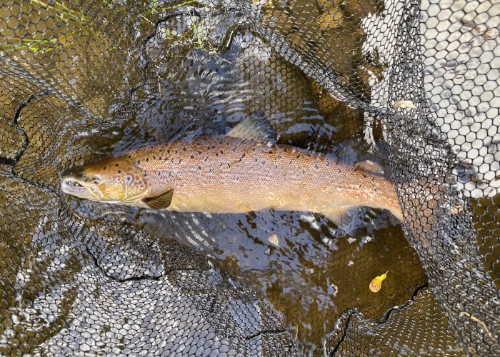 When Do Atlantic Salmon Spawn In Scotland