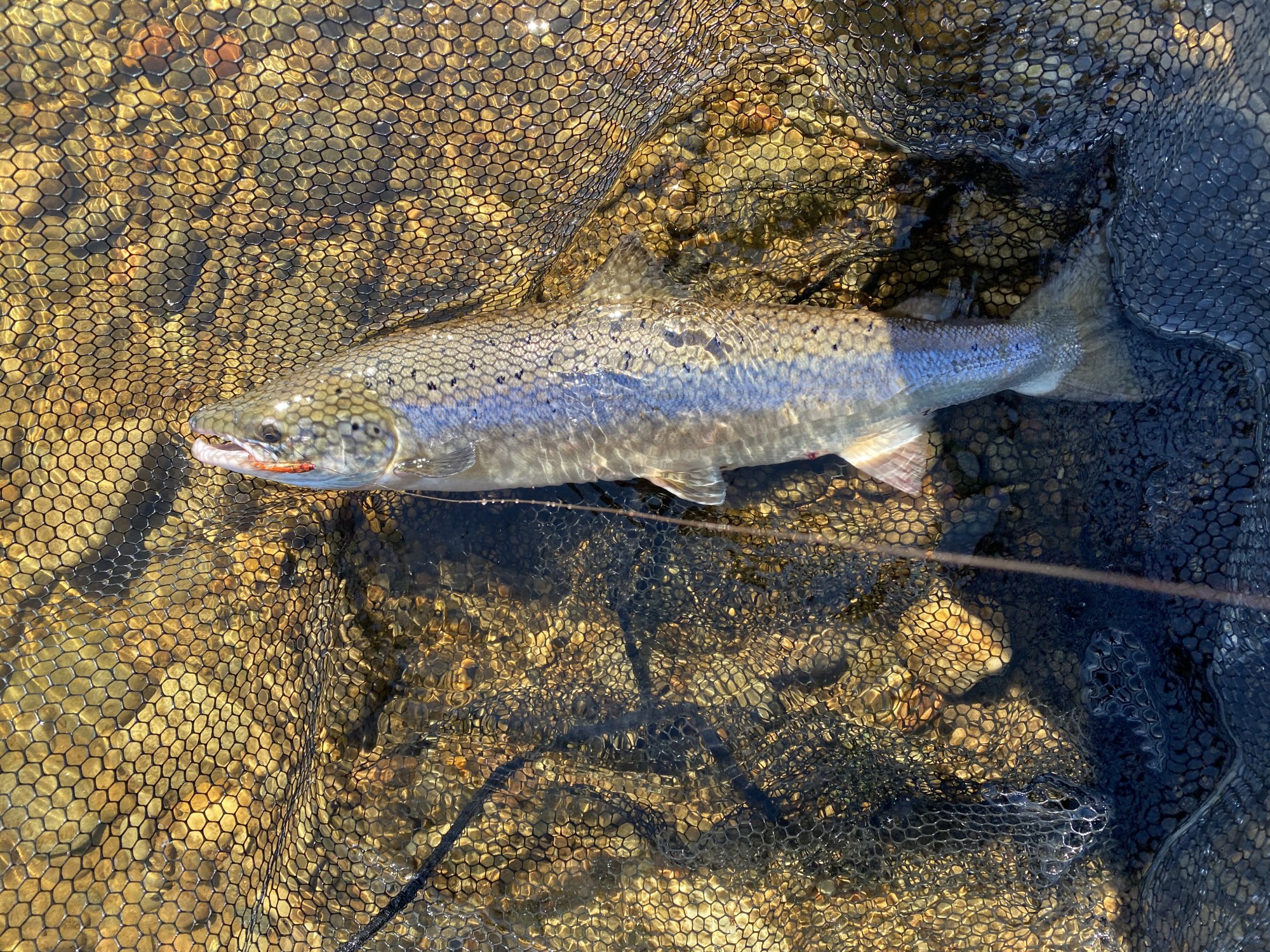 River Tweed Salmon Fishing