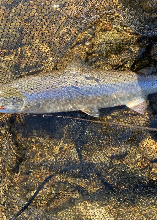 Come to fish the River Tweed and catch a perfect fresh run salmon like this one. These fish are super powerful and highly exciting to catch. They also play a major role in generating annual revenue for the rural Scottish economies.