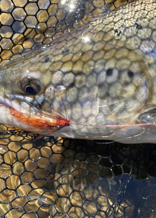 Scottish Salmon Fishing Salmon Fishing in Scotland