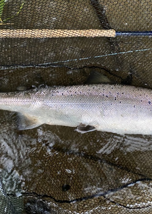 Controlling your fly effectively is the single most important aspect of salmon fly fishing and not the actual casting which many would believe. The depth, pace and spacings between casts are the keys to the safe! This perfect Summer River Tay is hard evidence of what I've just stated.