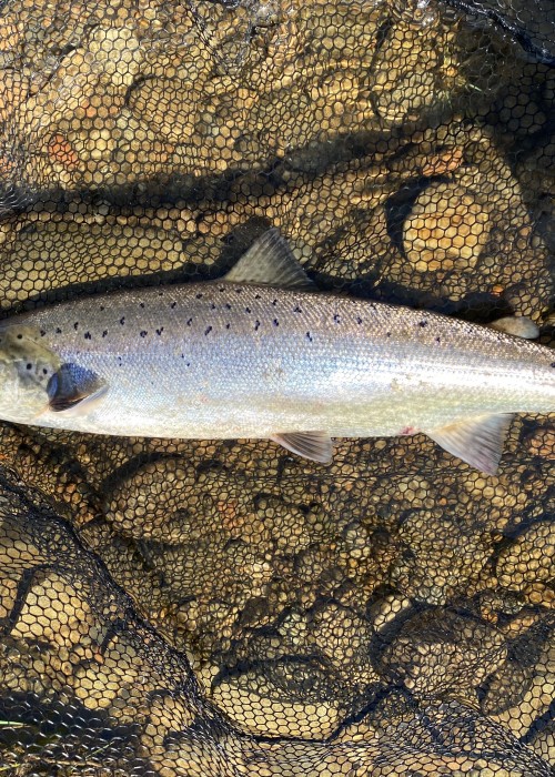 When the rivers are running low and clear and the sunshine is belting down it's still fairly easy to catch salmon as long as you have the knowledge and ability to swim your fly methodically right down into the deepest of pools as that's exactly where this fine River Tay Scottish hen salmon was located.