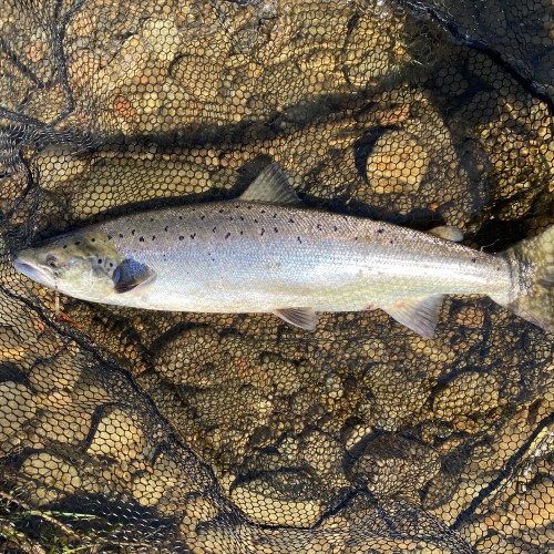When the rivers are running low and clear and the sunshine is belting down it's still fairly easy to catch salmon as long as you have the knowledge and ability to swim your fly methodically right down into the deepest of pools as that's exactly where this fine River Tay Scottish hen salmon was located.