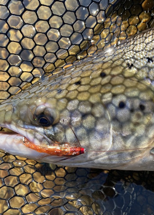 When a perfect salmon like this initially plucks at your fly it's crucial you don't react. You need to maintain full adrenalin composure and wait for the fish to turn before setting the hook with a low rod, clamped reel face braided core fly line energy to the hook points. Easier said than done for many including myself from time to time!
