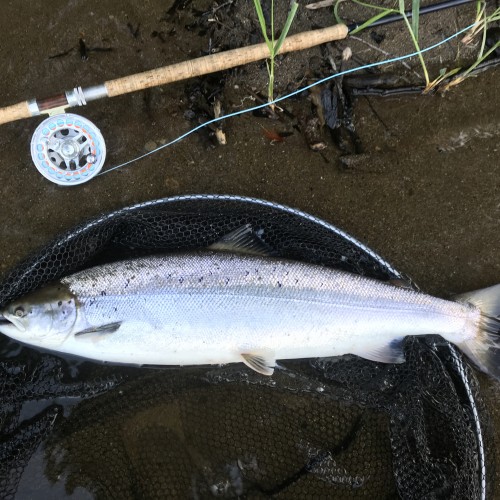 Here's another fine Spring salmon capture shot from the River Tay opposite the mouth of the River Tummel. A floating Spey line with a 15ft Type 3 sinking tip was the order of the day for this perfect Spring salmon.