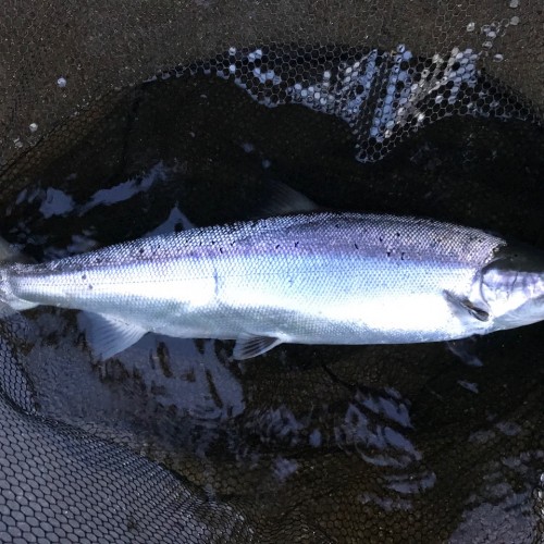 Atlantic salmon don't come in any better condition than what you can clearly see here. This is a River Tummel destined Spring salmon which was caught on the fly on the River Tay during the last few days of May.