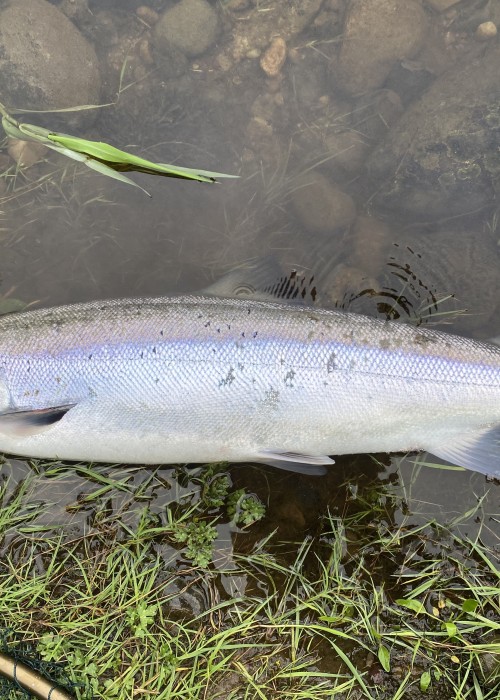 Here's a typical example of what a fresh run Summer salmon looks like in Scotland. That bluish tint to the silver flanks of this fish is truly beautiful. This salmon was caught slightly downstream of the Logierait Bridge on the River Tay in Perthshire.