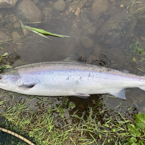 Here's a typical example of what a fresh run Summer salmon looks like in Scotland. That bluish tint to the silver flanks of this fish is truly beautiful. This salmon was caught slightly downstream of the Logierait Bridge on the River Tay in Perthshire.