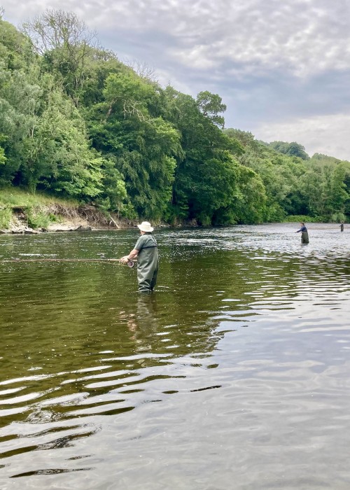Here's 4 River Tweed guided salmon fishers out in the low water of Summertime practising their newly acquired Spey casting skills near Melrose. The Tweed has one of the latest Scottish salmon fishing season closing dates of the 30th of November each year.