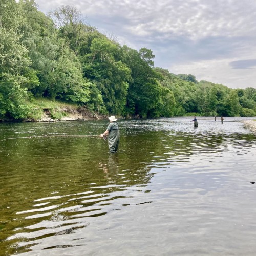 Here's 4 River Tweed guided salmon fishers out in the low water of Summertime practising their newly acquired Spey casting skills near Melrose. The Tweed has one of the latest Scottish salmon fishing season closing dates of the 30th of November each year.