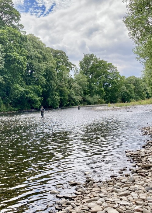 River Tweed Salmon Fishing