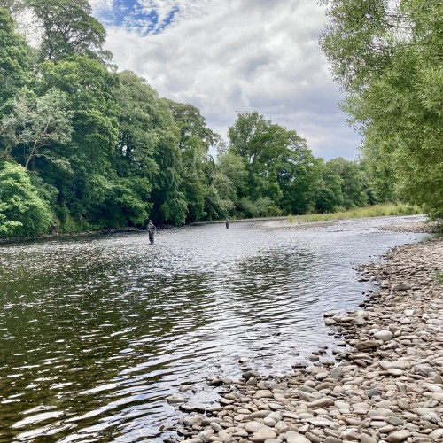 River Tweed Salmon Fishing