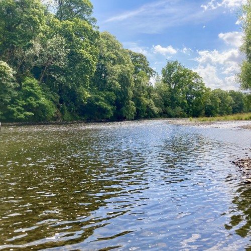 Here's a lovely low water Summer shot of the River Tweed on the Boleside salmon fishing beat near Galashiels. Look at the amazing scenery in this area of the Tweed Valley.