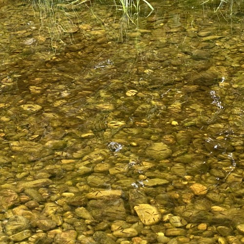 River Tay Salmon Fry population these days are nothing more than pitiful and at at an 'extinction level'. I vividly recall huge black shoals of salmon fry in the Tay margins throughout the late Spring & summer in the 70's on a Tay salmon beat where the Head Ghillie practised traditional gravel raking and excessive brown trout predation control. Both basic traditional river husbandry practices are largely not even known about these days let alone implemented.