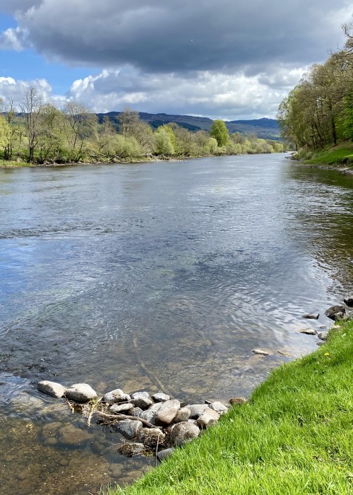 This is a fine little salmon pool on the River Tay near Dunkeld which only ever requires a very shallow wade to cover effectively. This is the Daffodil Lie Pool where there's often an easy salmon to be caught close to the riverbank for those who understand the pool enough to know that. On so many occasions with or without guests I've gone in here and hooked salmon within a minute or two by staying at ankle to shin depth.