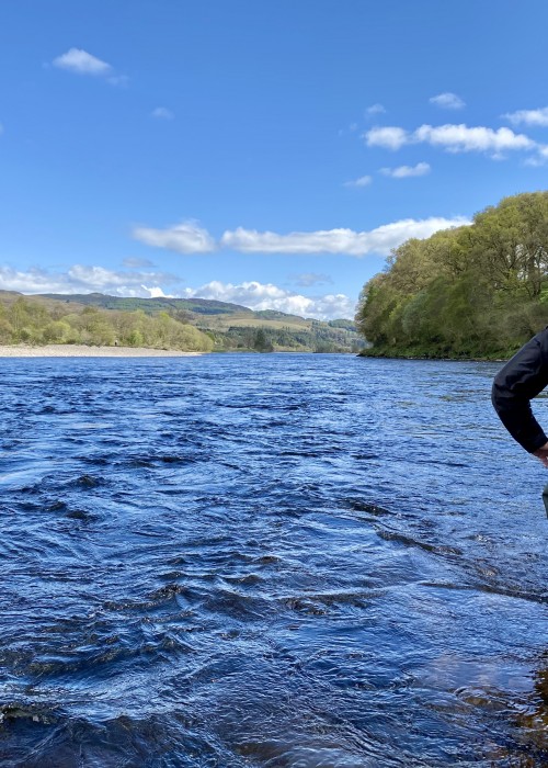 This is early May on the middle River Tay between Pitlochry & Dunkeld which is a renowned salmon fishing hot spot. Look at the perfect blue sky & water and the new leaves starting to appear on the riverside trees. This fine shot was taken from the right hand bank of the March Pool which is a particularly good salmon pool during Springtime.