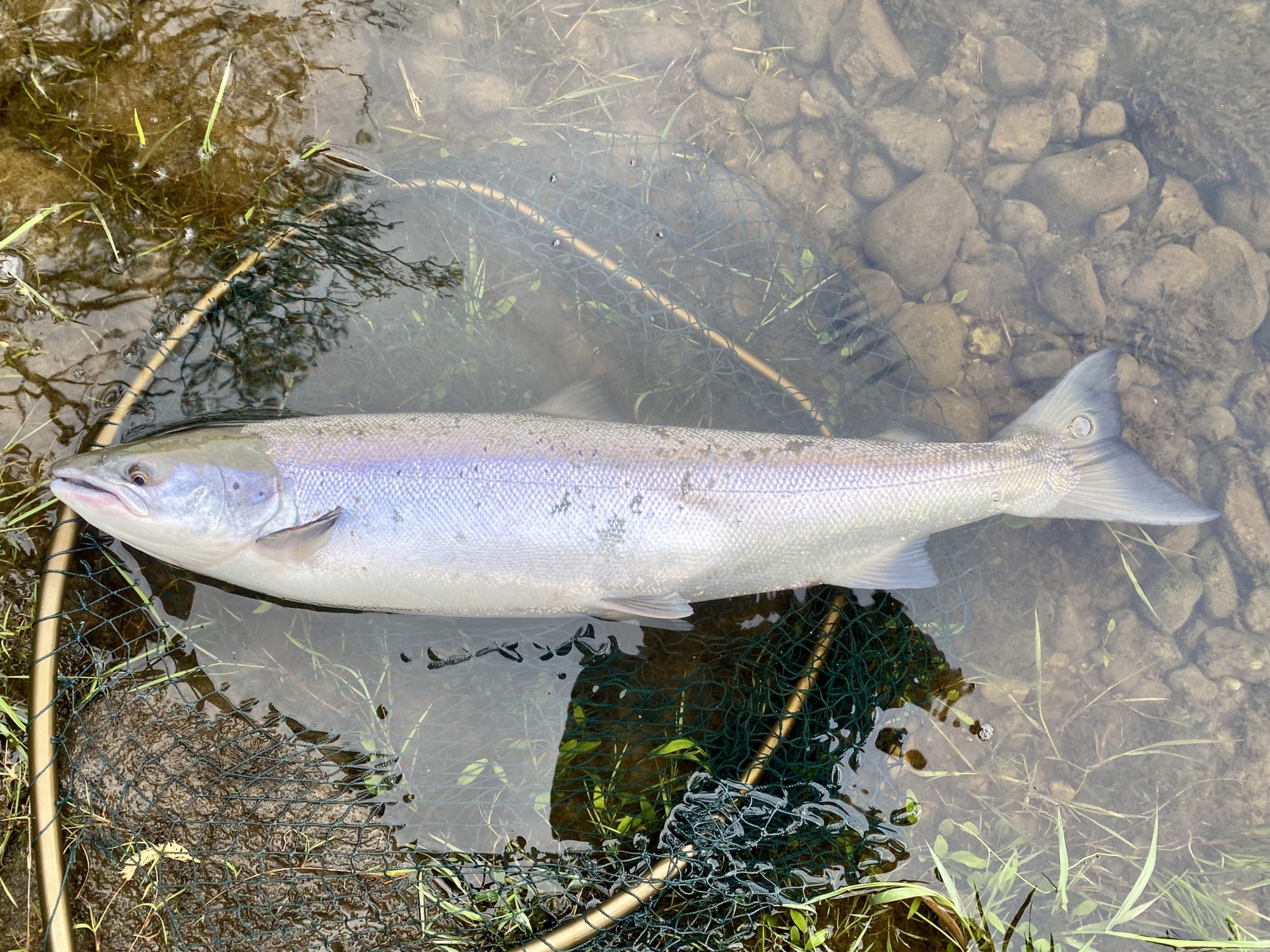 How To Hook a Salmon On The Fly