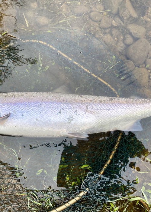 This perfect Spring salmon of 10lbs was caught in the Daffodil Lie Pool on Kinnaird near Dunkeld. It only required a few casts to hook this salmon at 5pm as if it had been waiting for me to show up all day.