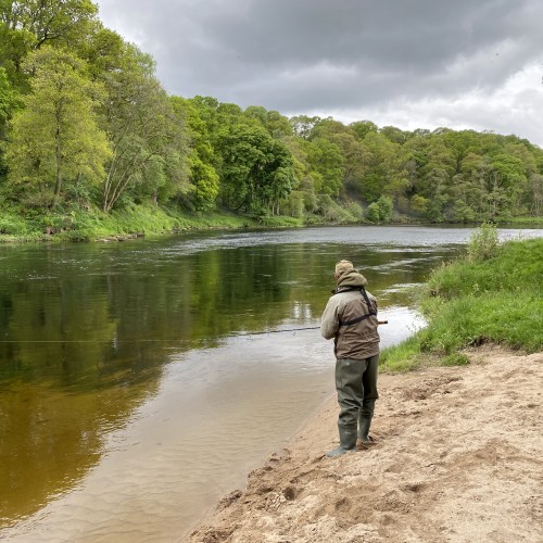Here's 2 River Tay salmon fishers spin fishing their lures across the Rock Pool on the Kinnaird Beat which is a very good pool for this Tay salmon fishing tactic. This is a deep salmon holding pool and you can see the way the deep water commences at the edge of the underwater sand bar.