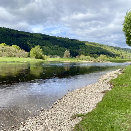 This is a perfect salmon pool and a natural holding pool for River Tay salmon. This is the Glide Pool on the Dalmarnock salmon beat near Dunkeld in May. This shot of the Tay could almost be a picture postcard!