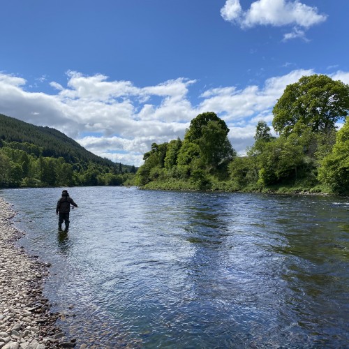 This photograph of this salmon fly fisher was taken on the River Tay's Ferniehaugh Pool near Dunkeld. This salmon fishing guest had just learned how to Spey cast and was fishing his way down the pool nicely. Look at the perfect fishing conditions.