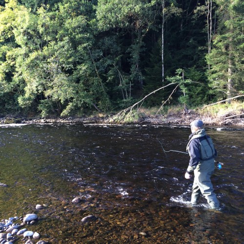 There's plenty of beautiful salmon fishing water on the the River Tummel in Perthshire. As you can clearly see in this fisher photograph the Tummel is a fairly narrow river and can be easily covered with a 13ft salmon fly rod and shallow wading.