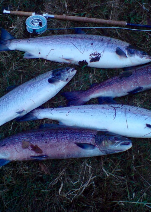This is what can happen on the Scottish salmon rivers if you're fortunate with your timing. These 5 salmon were briefly decanted from my keep net for this shot then were all taken away to the River Tay Hatchery near Perth to be used as brood stock. Note my trusted Van Staal salmon fly reel in the back ground!