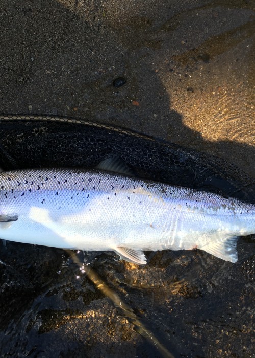 This little sand bar is just below the River Tummel / Tay confluence on the right hand bank of the River Tay near Pitlochry. It's a great sand bar for landing salmon at when it's exposed during lowish to medium height water conditions. I took this fine shot during the month of May.