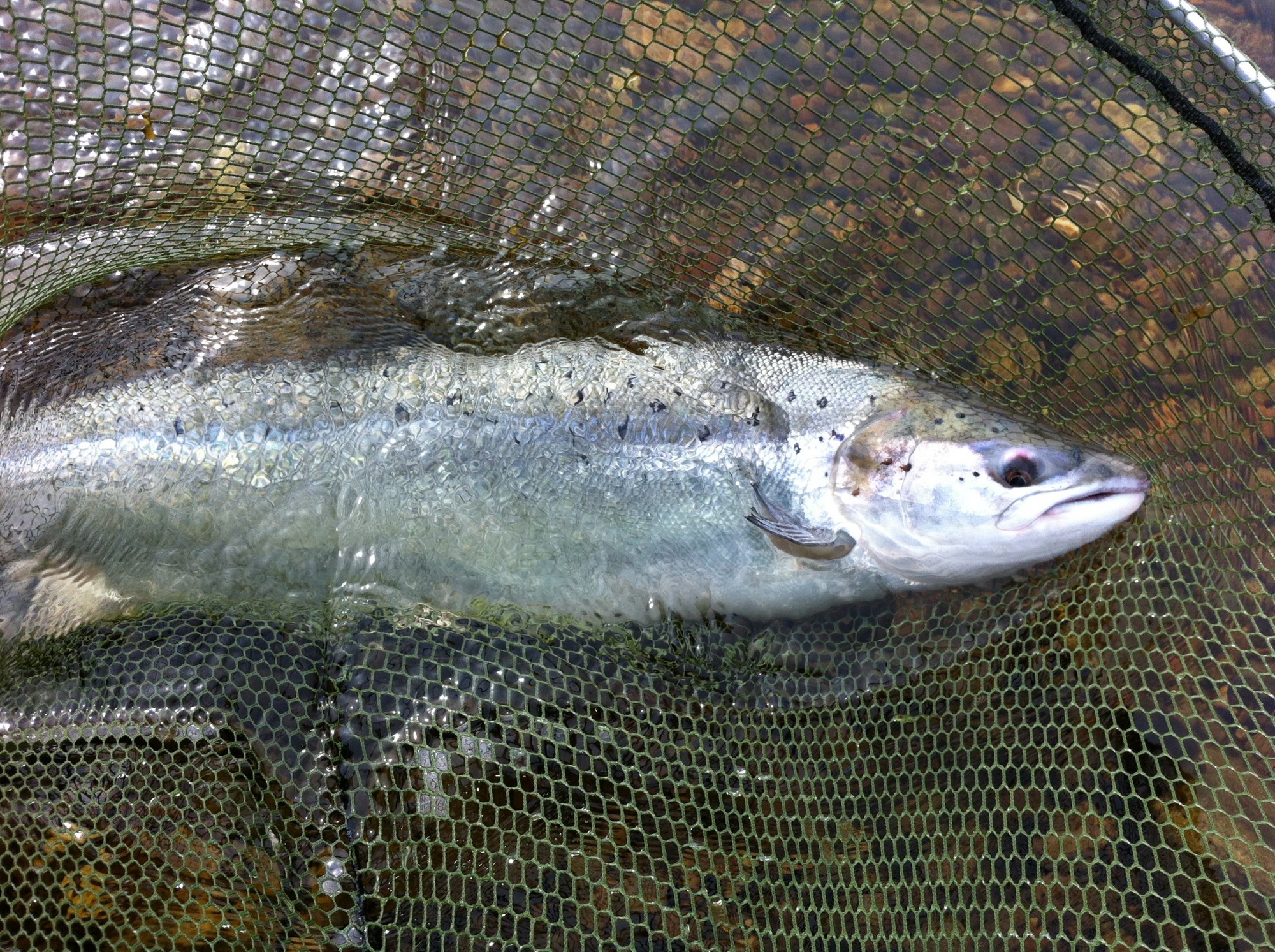 How To Hook a Salmon On The Fly