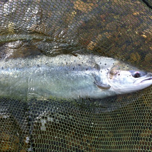 This lump of River Tay marine predator perfection was hooked and landed at the Guay Pool on the River Tay at Kinnaird. Look at this beautiful salmon's perfect colours and markings. Again, you can see this fish is protected via the fine soft knotless mesh bag which I fitted to the landing net.