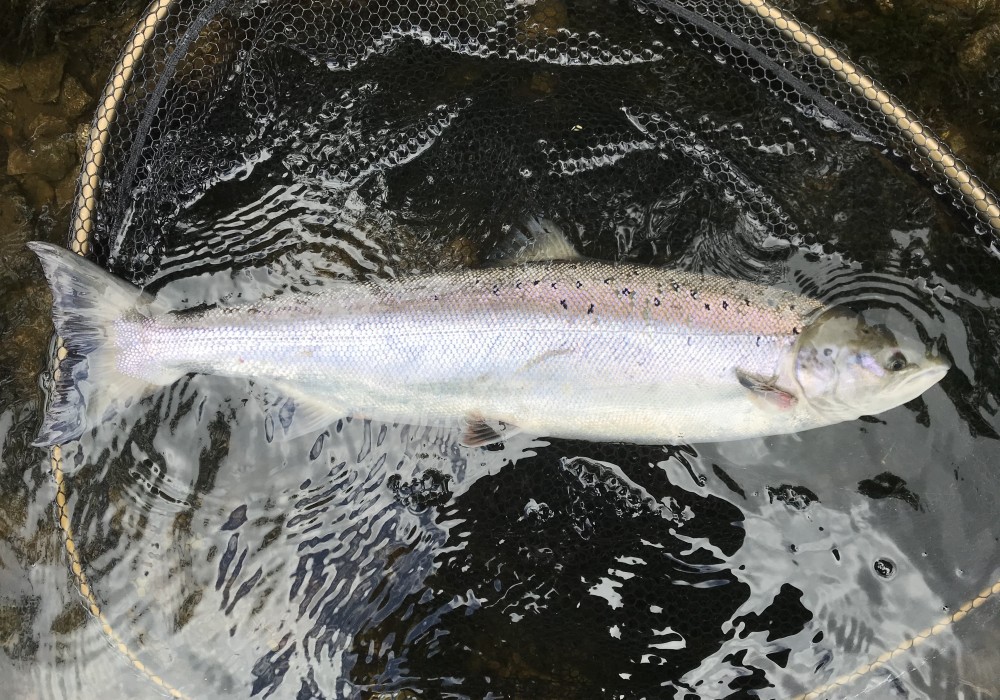 This River Tay Spring salmon is temporarily parked in a McLean salmon landing net which had the then upgraded rubberised fine mesh landing net bag which minimises damage to the mucous membrane and scales of the fish.