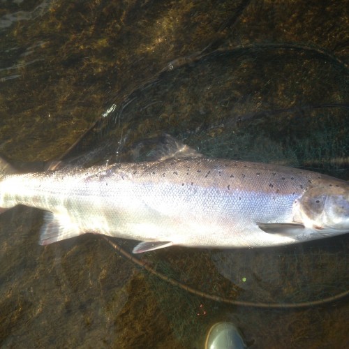 This beautiful big River Tay Spring salmon was caught by yours truly at the right hand bank of the Kinnaird Rock Pool near Dunkeld during the month of May. The absolute dominating power of this Spring fresh run cock salmon had to be experienced to be truly realised. My McLean salmon landing net looks like a McLean trout net behind the fish!