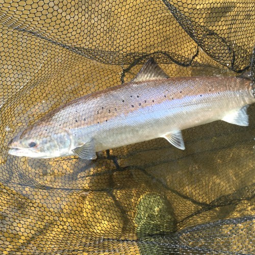 I love bright light fishing days as they make your salmon fly sparkle and any salmon you catch too! Look at the illuminated detail a little bit of sunshine creates. This perfect salmon was caught on the River Tay near Dunkeld.