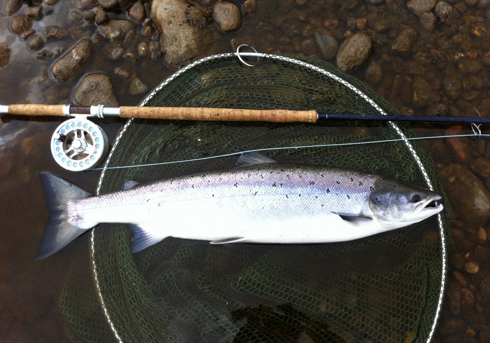 This River Tay Spring salmon beauty was captured near Pitlochry using the kit you see here which is a Bruce & Walker 16ft Spey rod, a Van Staal C-Vex 9/11 fly reel, a Sharpes of Aberdeen salmon landing net and a Monteith Speycaster Multi Tip salmon Spey line. The salmon had no chance!