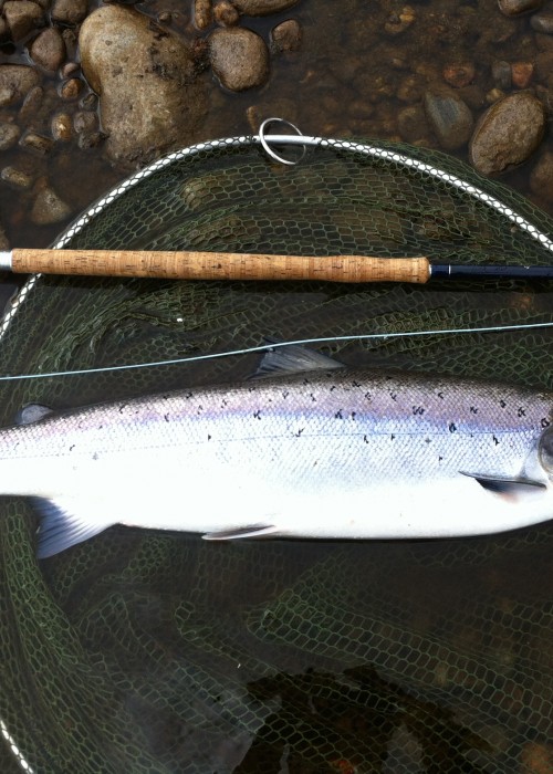 This River Tay Spring salmon beauty was captured near Pitlochry using the kit you see here which is a Bruce & Walker 16ft Spey rod, a Van Staal C-Vex 9/11 fly reel, a Sharpes of Aberdeen salmon landing net and a Monteith Speycaster Multi Tip salmon Spey line. The salmon had no chance!