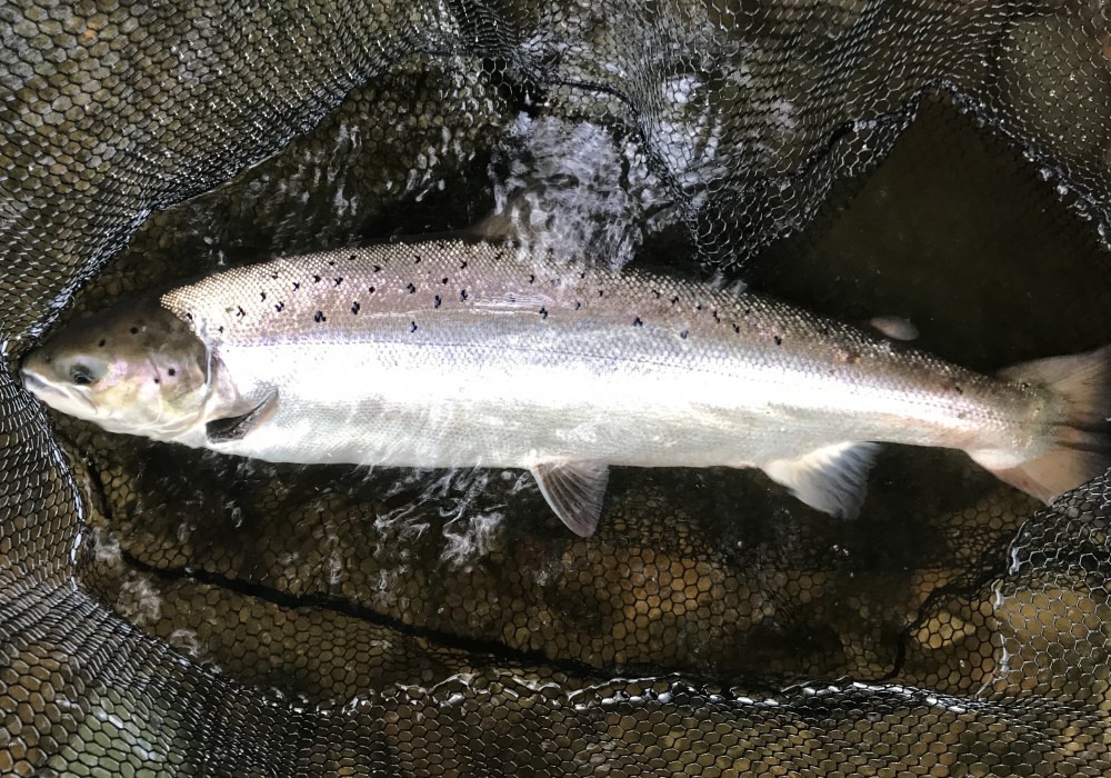 This super powerful July Summer salmon from the River Tay took my fly at dusk then about turned and charged downstream. It stripped my fly reel backing pretty quickly and started actually pulling me along the riverbank like a big dog on a lead. I was falling about as it did so as the fading light made it very difficult to see where I was running! Eventually I caught up with the fish and landed it in the darkness. The light you see here was from the flash on my camera! What a great memory and had it broken me I'd have sworn it was a 40 pounder!