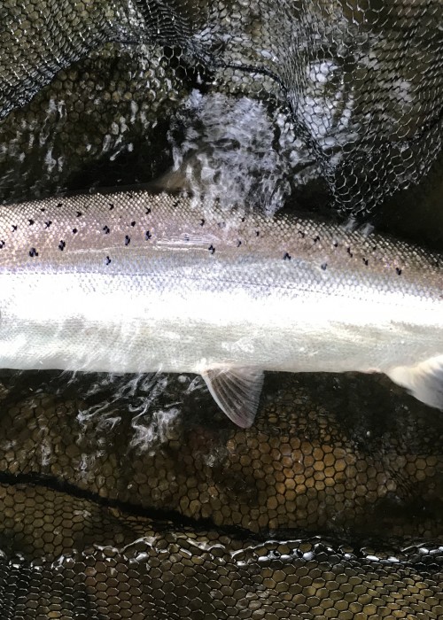 This super powerful July Summer salmon from the River Tay took my fly at dusk then about turned and charged downstream. It stripped my fly reel backing pretty quickly and started actually pulling me along the riverbank like a big dog on a lead. I was falling about as it did so as the fading light made it very difficult to see where I was running! Eventually I caught up with the fish and landed it in the darkness. The light you see here was from the flash on my camera! What a great memory and had it broken me I'd have sworn it was a 40 pounder!