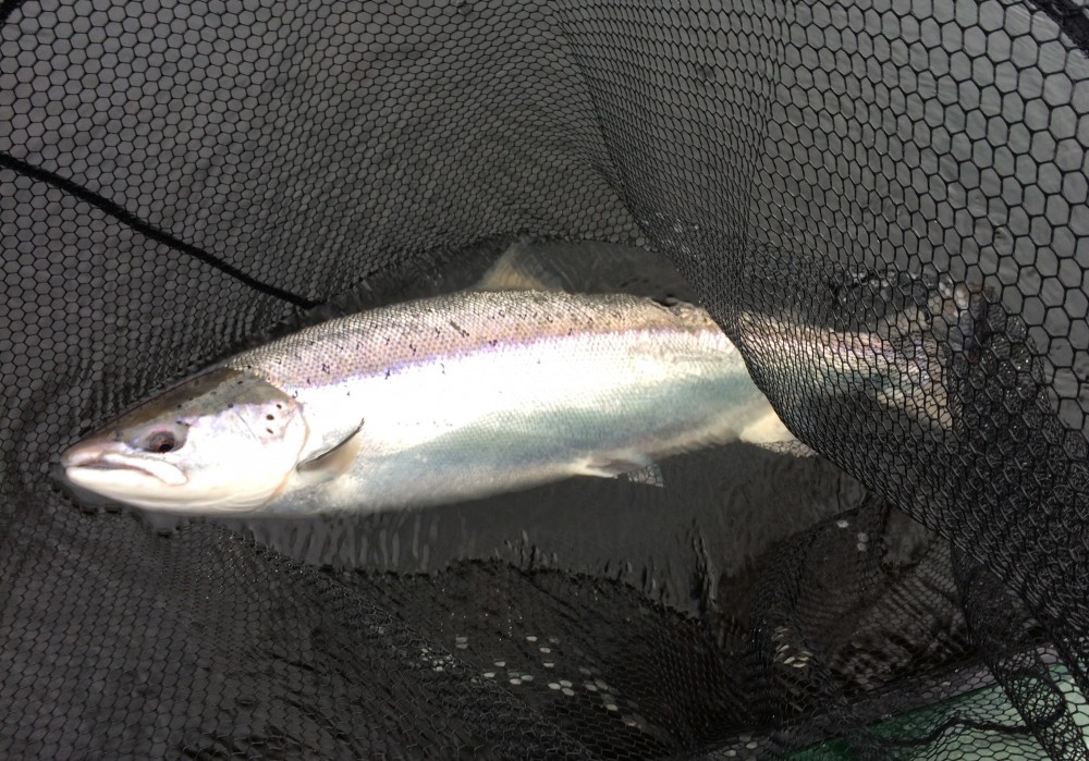 This perfect Spring salmon showed up for an interview during March on the River Tay near Dunkeld. These are amazing creatures which always give a great account of themselves even after swimming all the way home from Greenland.