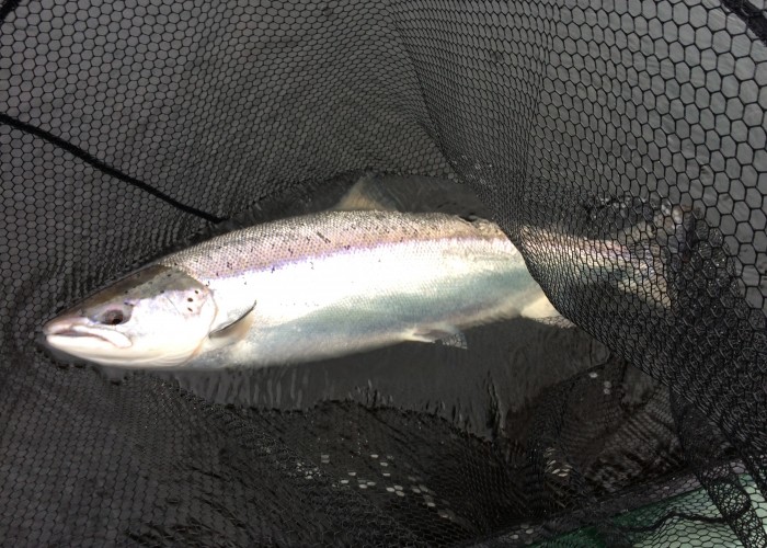 When Is The Best Time To Fish For Salmon In Scotland